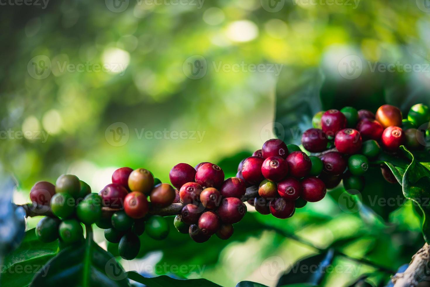 chicchi di caffè sull'albero alla montagna in fattoria nel nord della Thailandia. foto