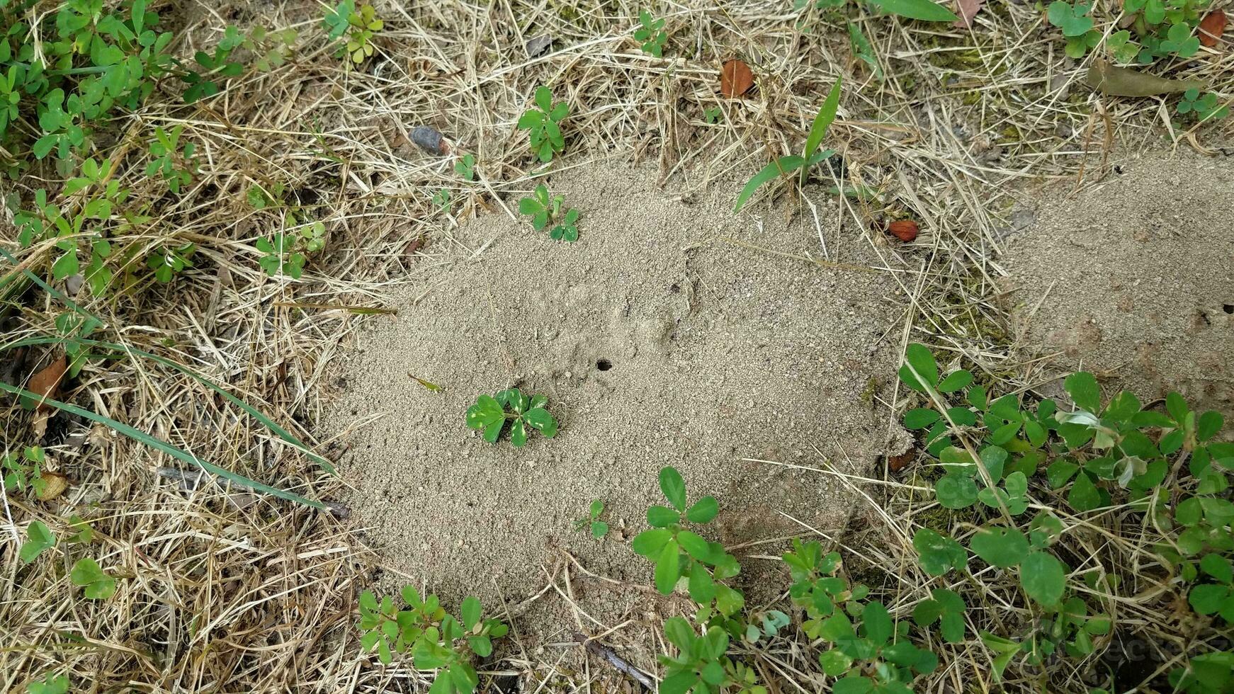 formicaio sporco o cumulo ed erba foto