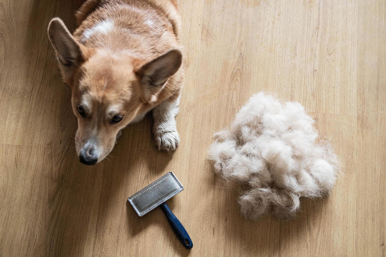 pettine per cani e spazzola per peli di cane foto