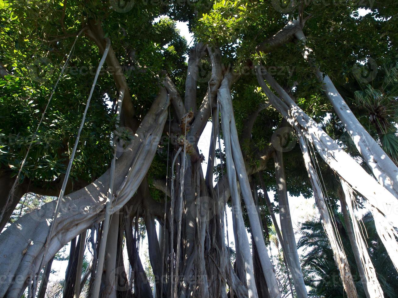 l'isola spagnola tenerife foto