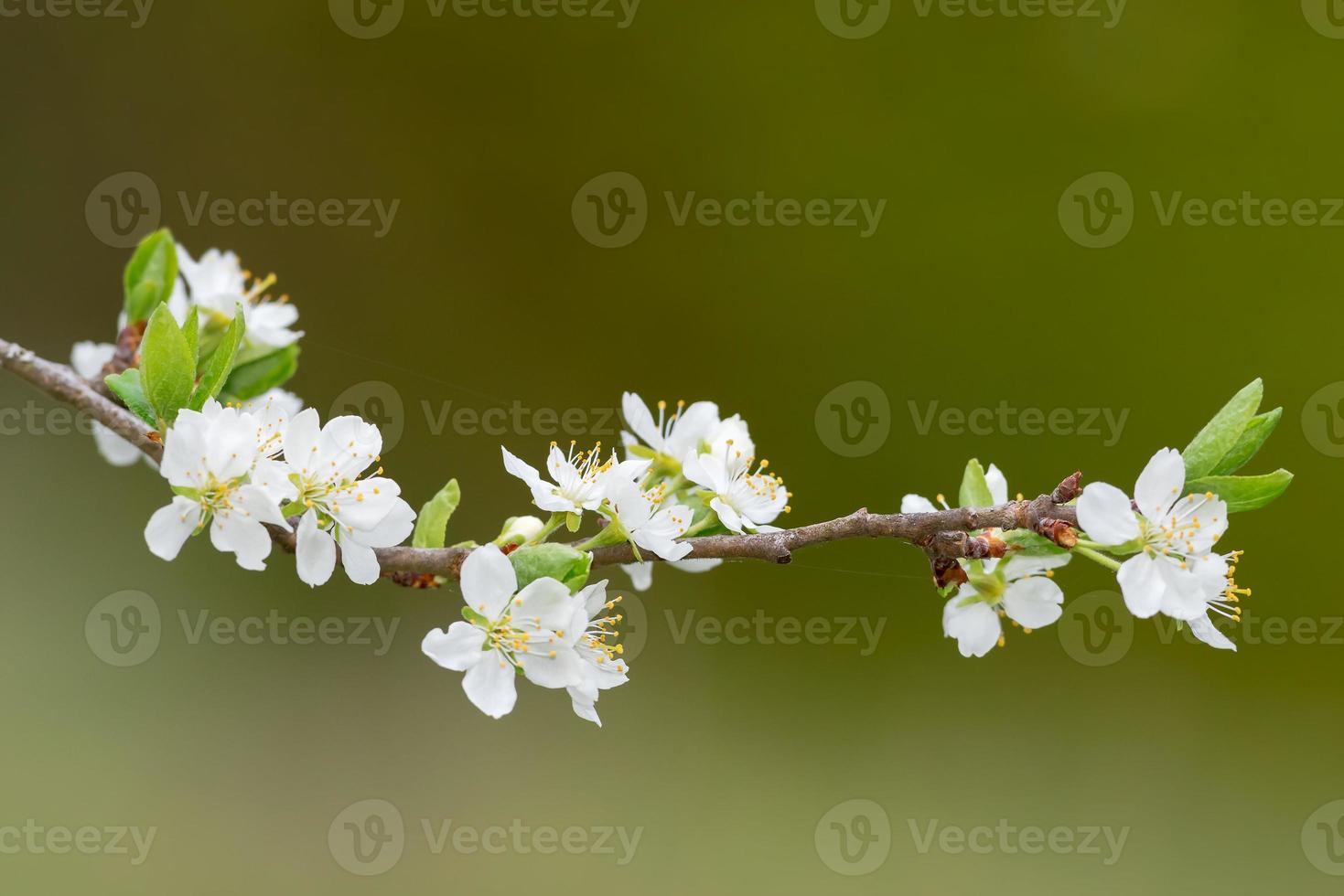 ramo con fiori di prugna bianchi o prunus domestica foto