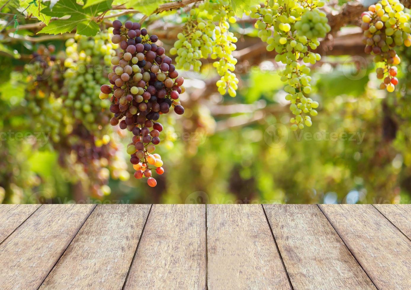 grappoli d'uva da vino rosso appesi alla vite foto