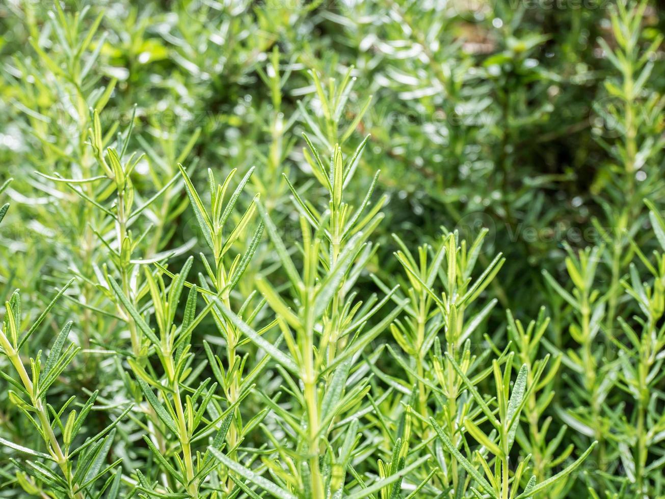 erba organica fresca di rosmarino crescere all'aperto vicino foto