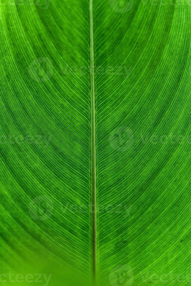 simmetria vena trama foglia verde di pianta monocot sfondo naturale foto