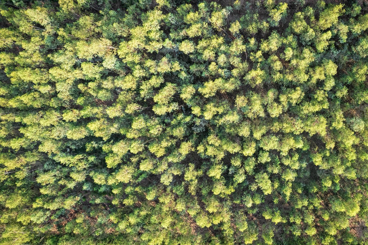 foresta di alberi di eucalipto che cresce in un'area coltivata sulla foresta pluviale tropicale foto