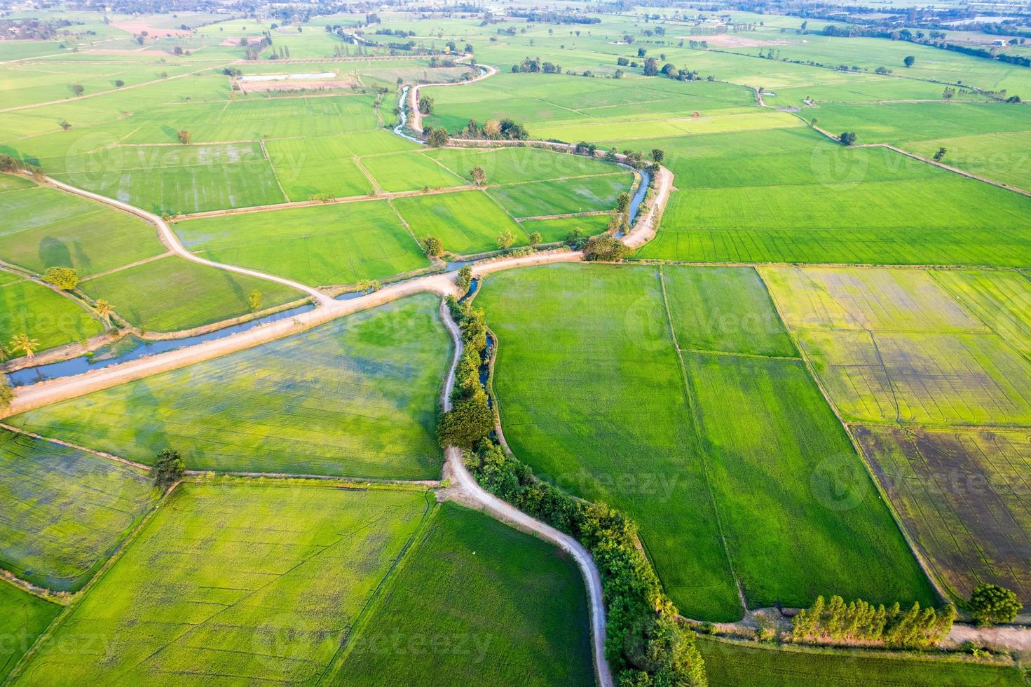 vista aerea della risaia verde, coltivazione agricola in terreni agricoli in campagna foto