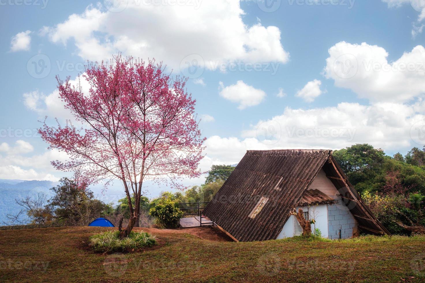 ciliegio himalayano selvaggio che fiorisce e cottage sulla collina in primavera foto