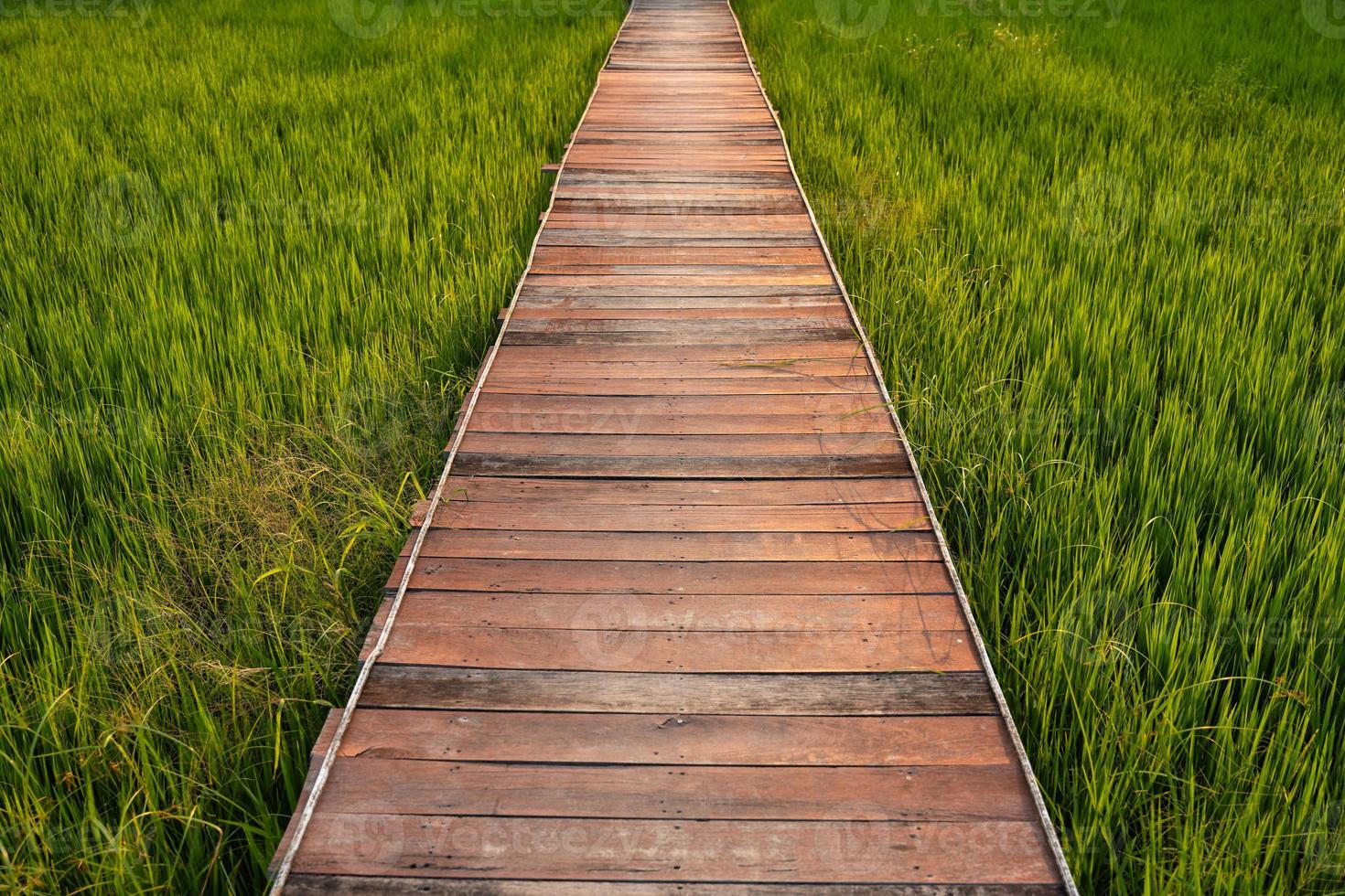 percorso in legno sul campo di riso verde che cresce in campagna foto