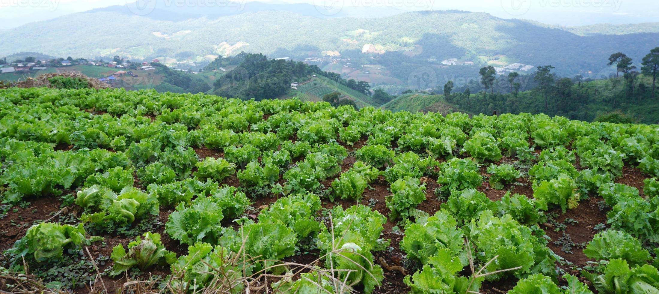 lattuga verde fresca sul terreno della fattoria foto