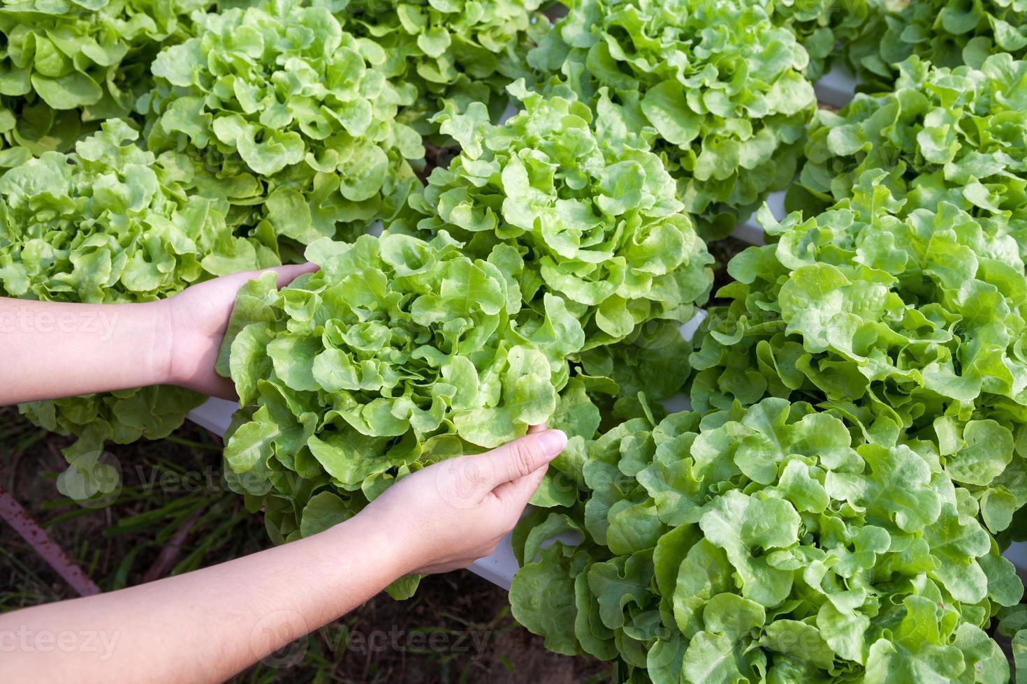 verdura idroponica organica a portata di mano in un giardino foto