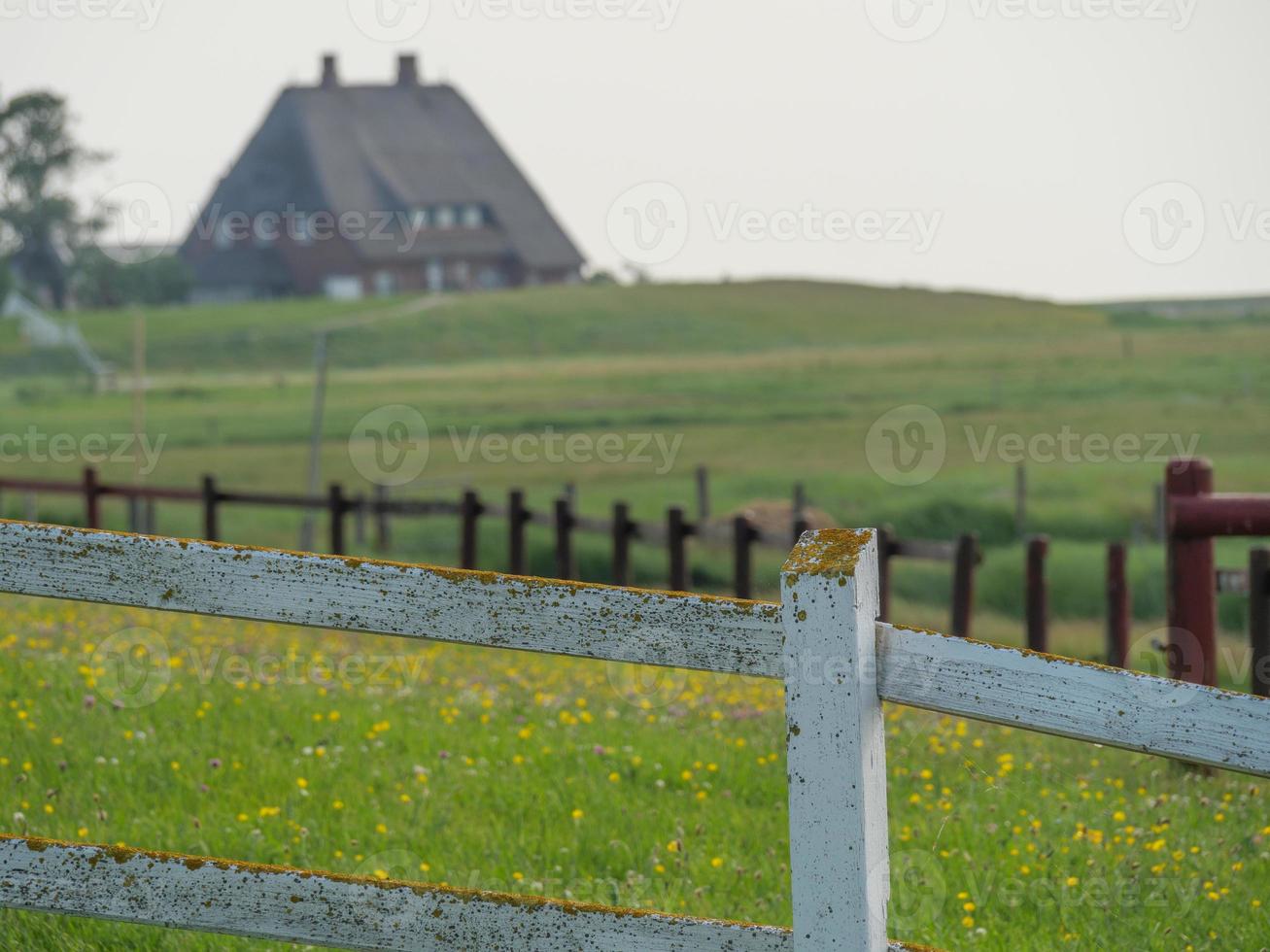 Hallig hooge nel mare del nord tedesco foto