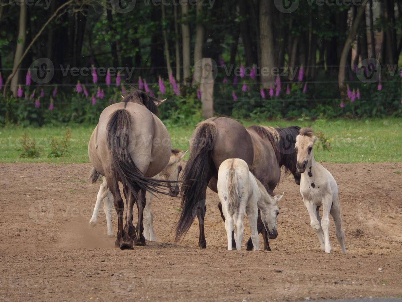 cavallo selvaggio in germania foto