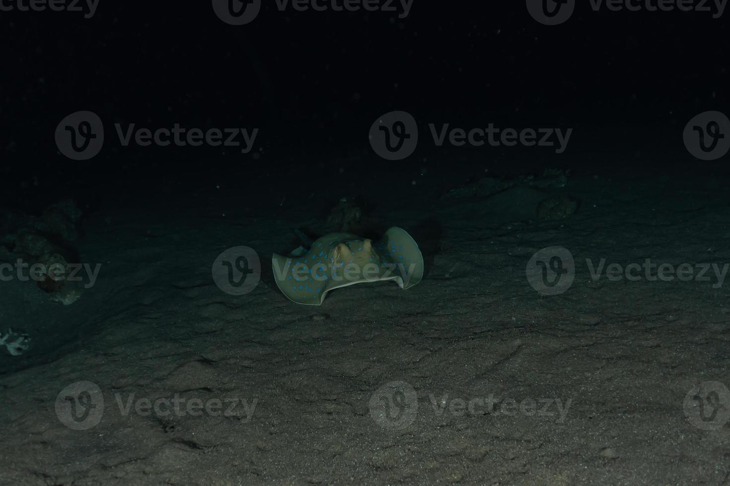 razza a macchie blu sul fondo del mare nel Mar Rosso foto