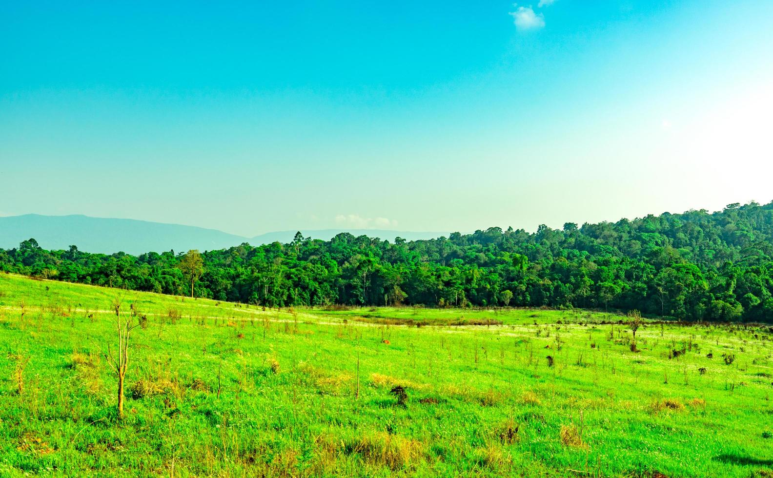 bellissimo paesaggio rurale del campo di erba verde con fiori bianchi su sfondo azzurro del cielo al mattino il giorno del sole. bosco dietro la collina. concetto di pianeta terra. composizione della natura foto