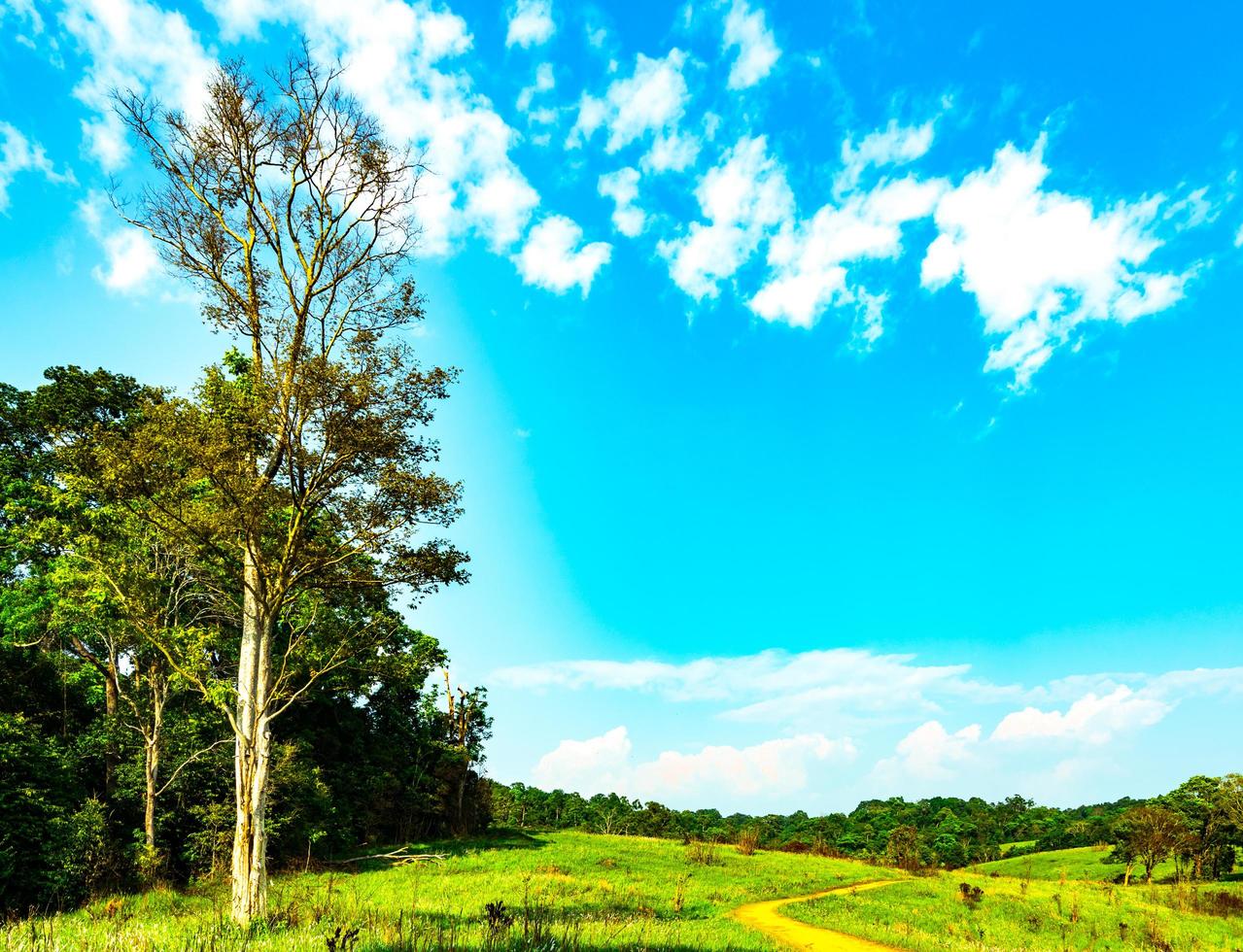 bellissimo paesaggio rurale del campo di erba verde con fiori bianchi sul cielo blu e nubi cumuliformi bianche il giorno del sole. bosco dietro la collina. concetto di pianeta terra. composizione della natura foto