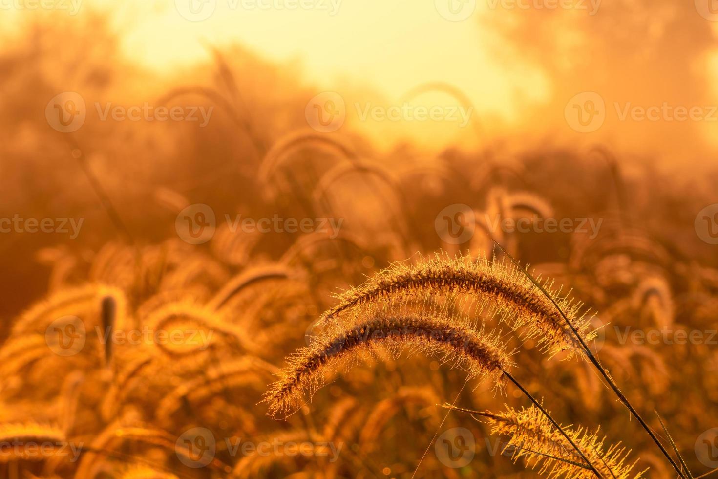 fiore di erba al mattino all'alba con il sole dorato. campo di fiori in campagna. sfondo di prato arancione. fiori selvatici dell'erba del prato con la luce solare del mattino. inizia un nuovo giorno o un nuovo concetto di vita. foto