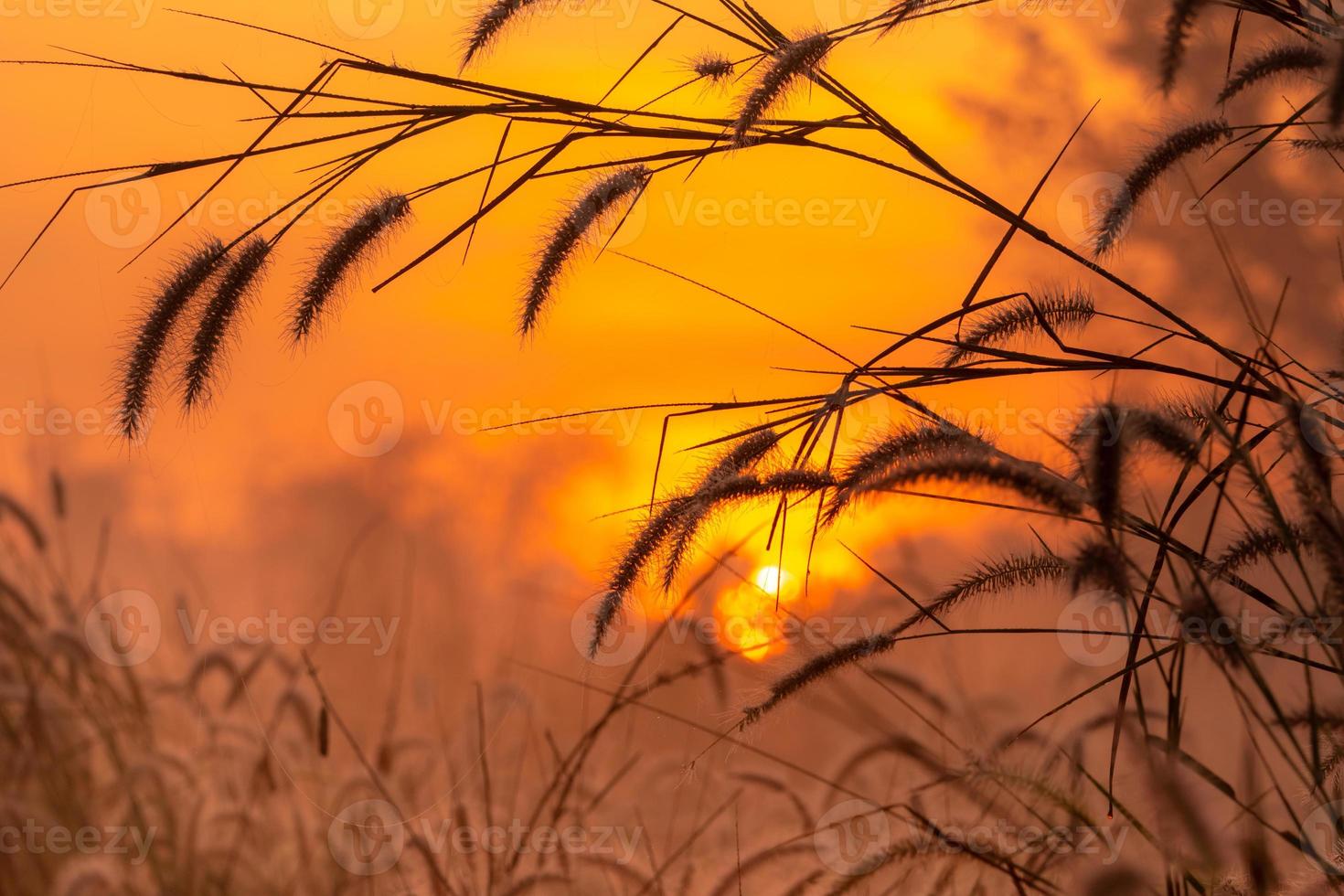 fiore di erba al mattino all'alba con il sole dorato. campo di fiori in campagna. sfondo di prato arancione. fiori selvatici dell'erba del prato con la luce solare del mattino. inizia un nuovo giorno o un nuovo concetto di vita. foto