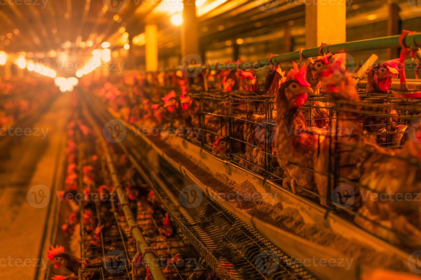 allevamento di polli. pollo che depone le uova in gabbie in batteria. galline commerciali di pollame. allevamento di galline ovaiole. allevamento intensivo di pollame in sistemi chiusi. produzione di uova. mangime per polli per galline ovaiole. foto