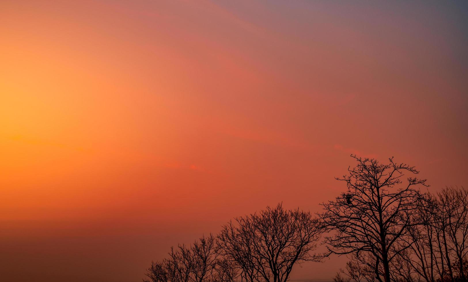 bella silhouette albero spoglio e cielo al tramonto. scena romantica e pacifica del sole e del cielo rosso al tramonto con motivi di bellezza dei rami. stagione autunnale con natura tranquilla. bellezza nella natura. foto