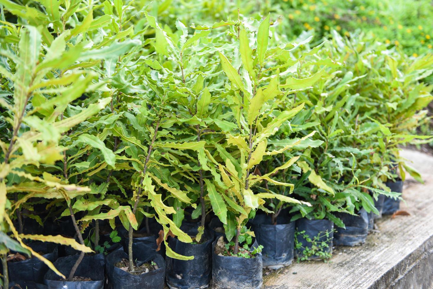 albero di macadamia nel sacchetto di plastica nero nel vivaio dell'agricoltura della fattoria delle noci di macadamia foto