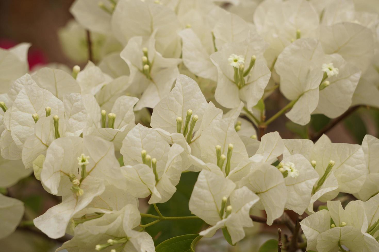 fiori di bouganville bianchi in giardino foto