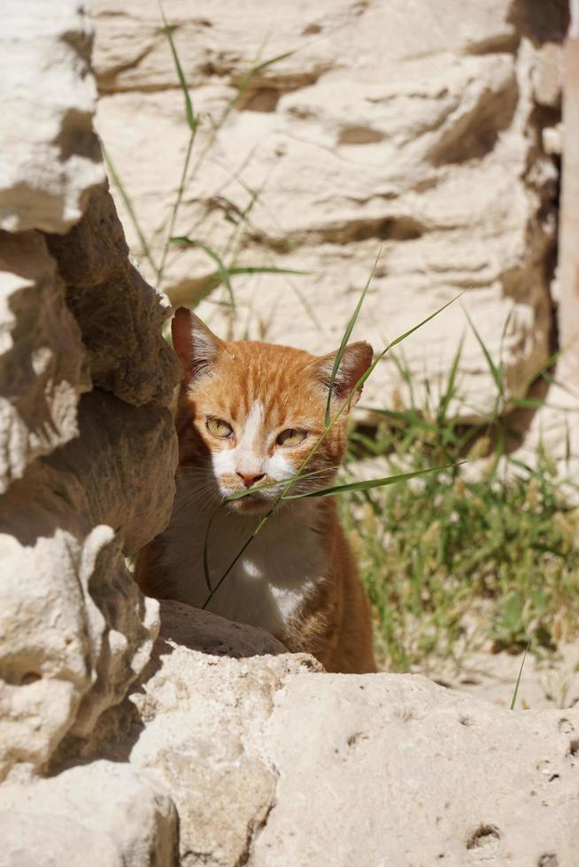 gatto rosso-bianco seduto sulle rovine di pietra dell'antico anfiteatro romano, alessandria, egitto. foto