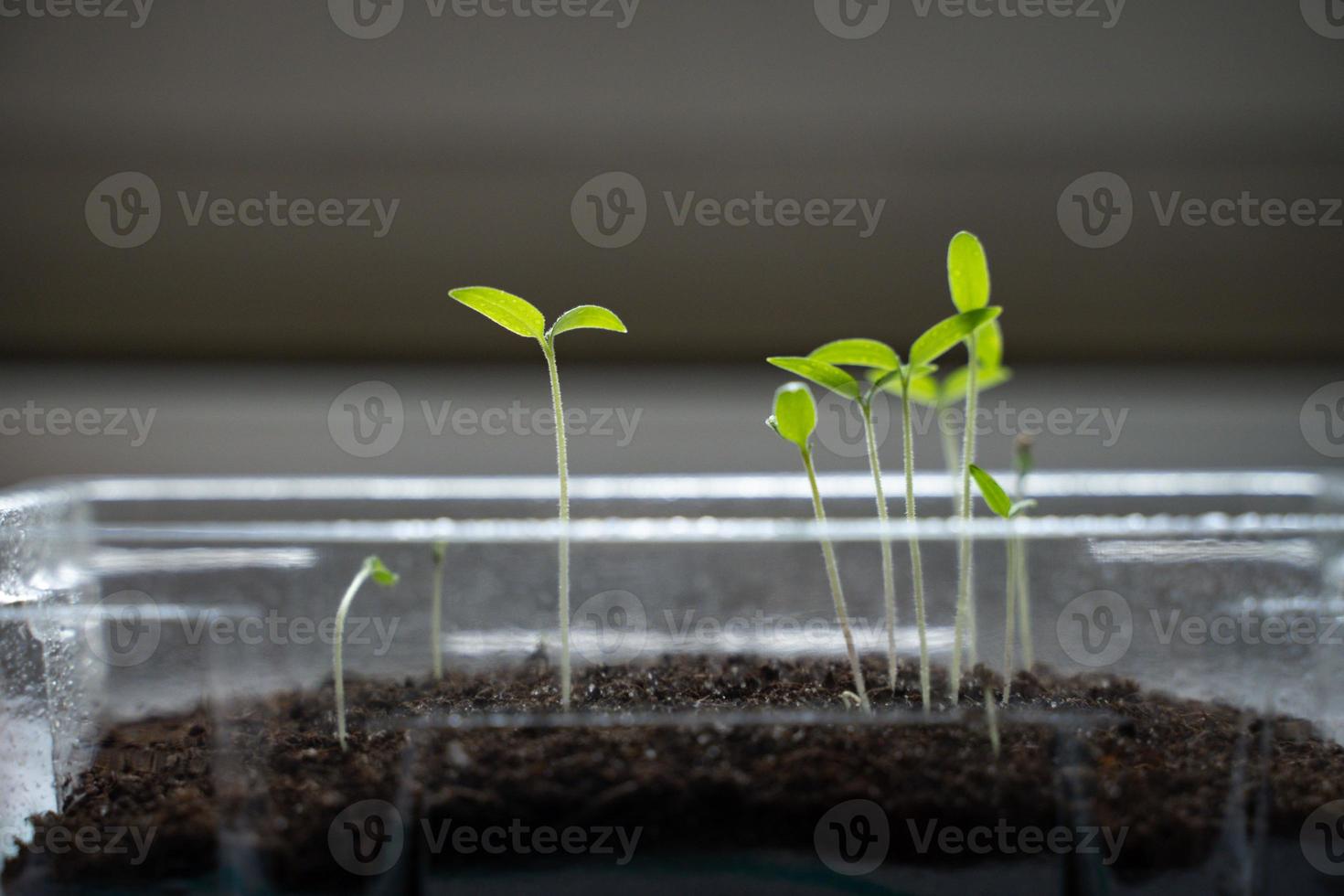 germogli di pomodoro in contenitore di plastica foto