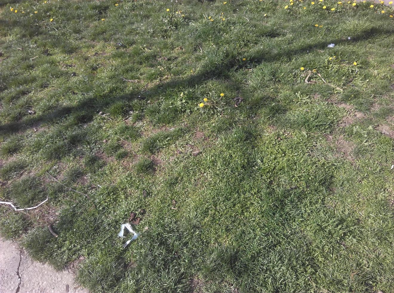 natura all'aperto con foglie verdi e lussureggianti, vegetazione e alberi foto