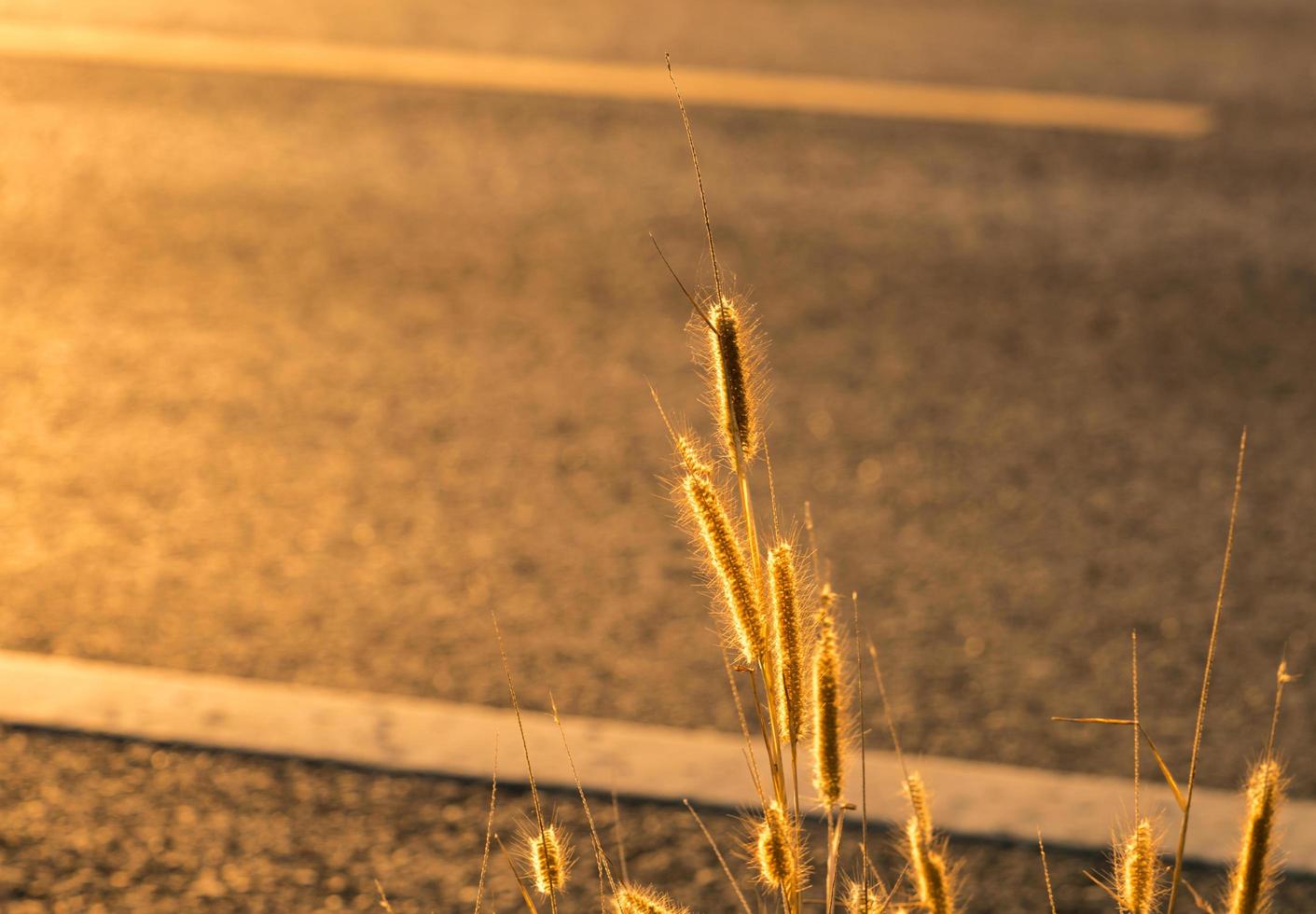 fiore d'erba accanto alla strada asfaltata con segnale stradale di linea bianca e luce calda del mattino foto