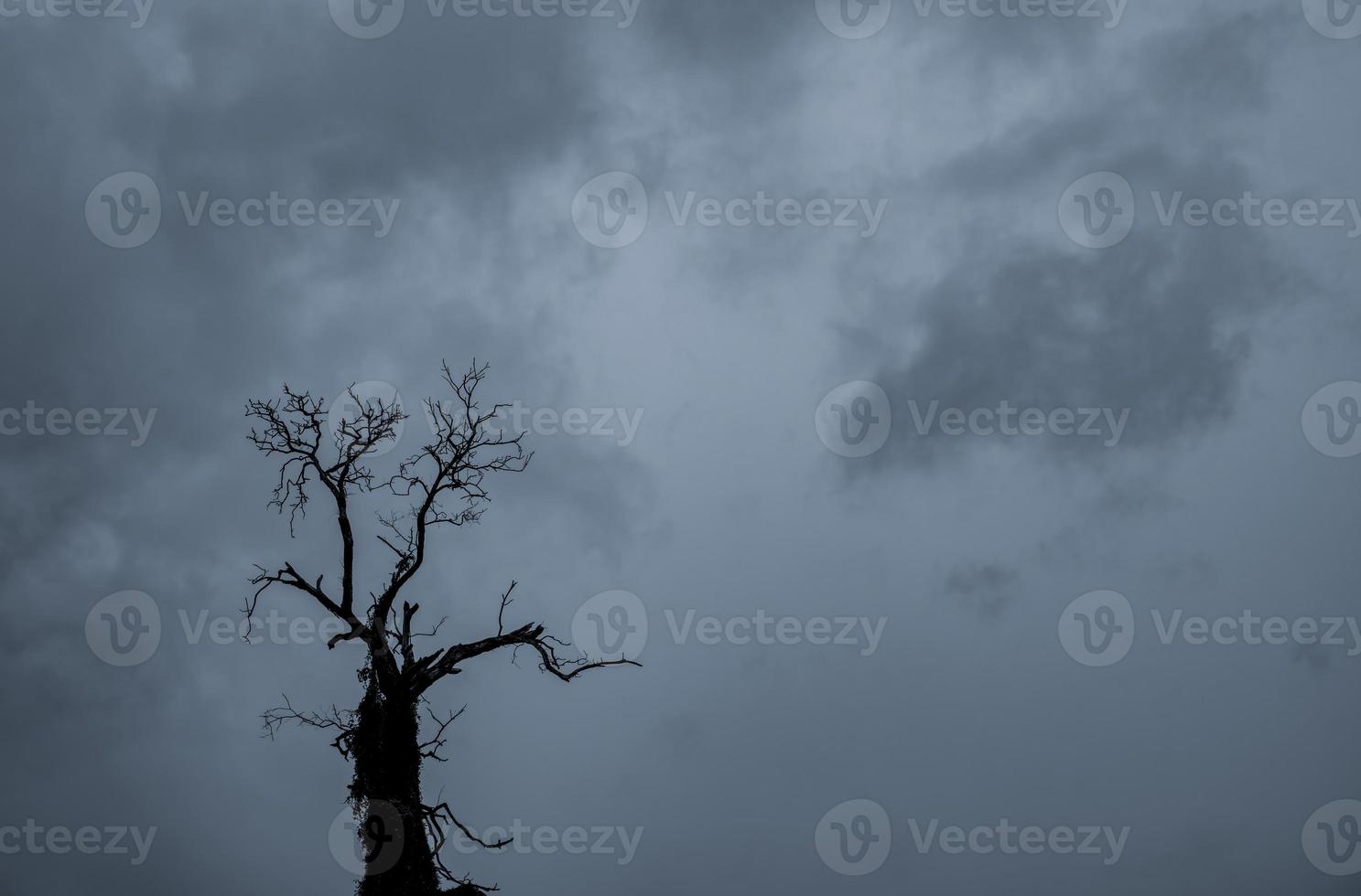 sagoma albero morto e ramo su sfondo grigio cielo. rami neri dell'albero. sfondo di struttura della natura. sfondo artistico per tristezza, morte, solitudine, disperazione e disperazione. sfondo del giorno di halloween. foto