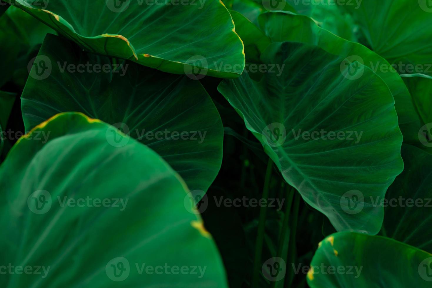 foglie verdi di orecchio di elefante nella giungla. struttura a foglia verde con motivo minimo. foglie verdi nella foresta tropicale. giardino botanico. carta da parati verde per spa o salute mentale e terapia mentale. foto