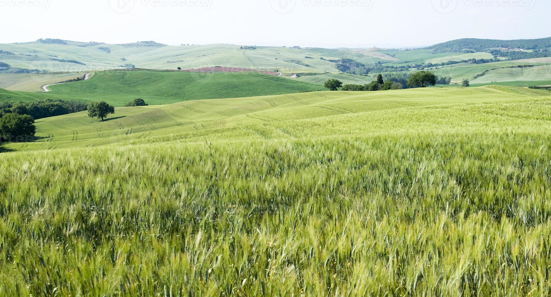 campi di grano foto