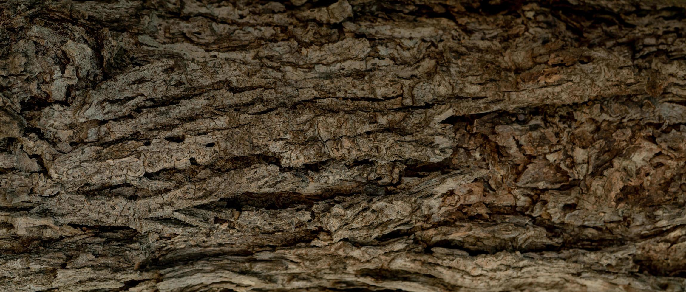 struttura del primo piano della vecchia corteccia di albero. modello di corteccia di albero naturale sfondo astratto. superficie ruvida del tronco d'albero. pelle di legno naturale stagionata. pelle sporca di legno. dettaglio della corteccia di albero marrone. foto