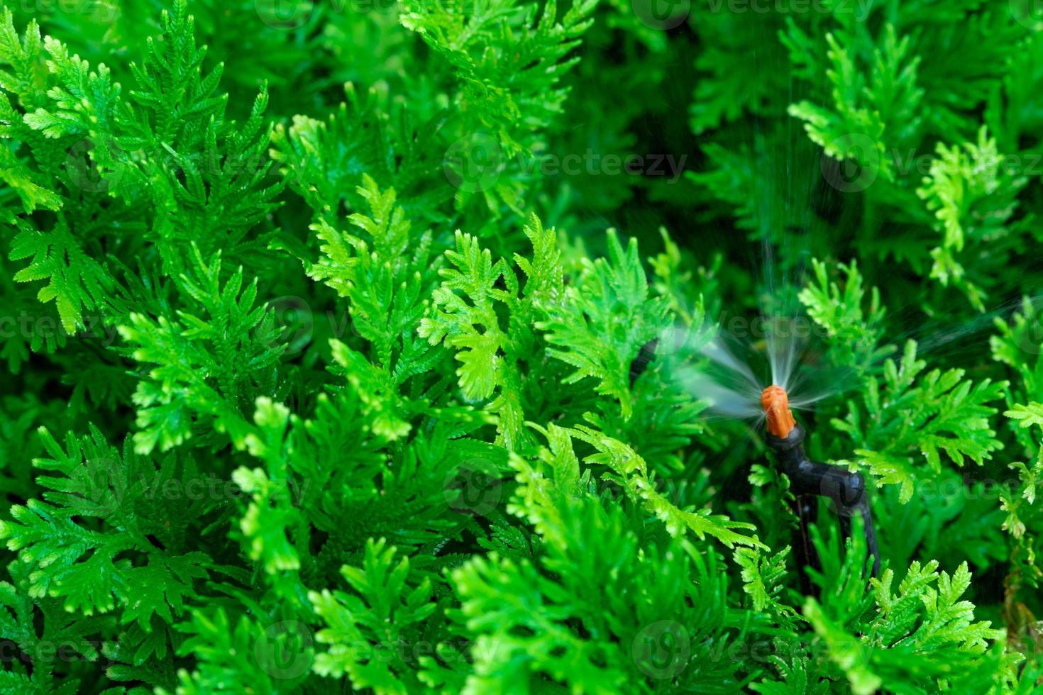 irrigazione automatica per irrigazione di piante verdi. irrigatore con sistema automatico. sistema di irrigazione giardino irrigazione prato. servizio di manutenzione dell'impianto sprinkler. irrigatore per irrigazione a domicilio. foto