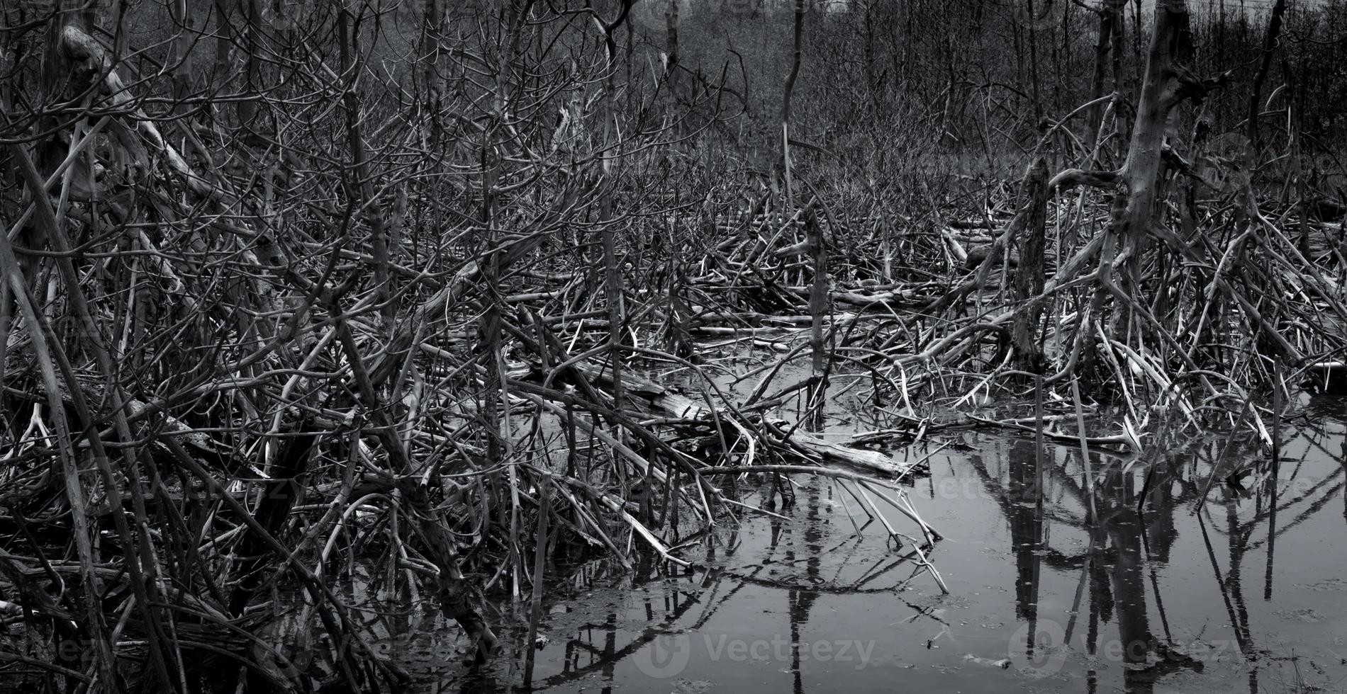 albero morto nella foresta. inondazione nella foresta. concetto di riscaldamento globale. crisi ambientale globale. morte, dolore, sfondo astratto triste e senza speranza. albero morto nella foresta. ecosistema della foresta di mangrovie. foto
