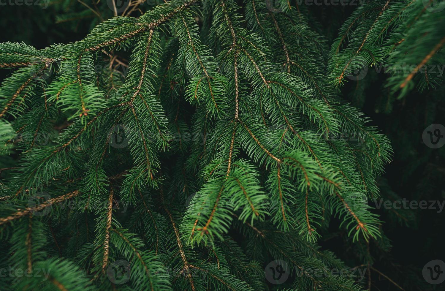 foglie e rami di pino verde su sfondo scuro nella foresta. sfondo astratto della natura. albero di pino verde ago. carta da parati albero di pino di natale. ramo di abete. bellissimo motivo di ramoscello di pino foto