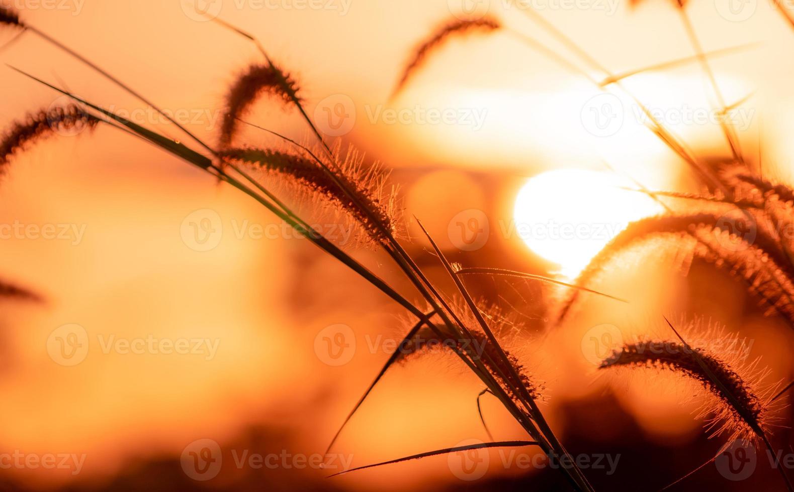 fiore di erba di prato con gocce di rugiada al mattino con cielo dorato di alba. messa a fuoco selettiva su erba fiore su sfocatura sfondo bokeh di sole giallo e arancione. campo in erba con cielo all'alba. foto