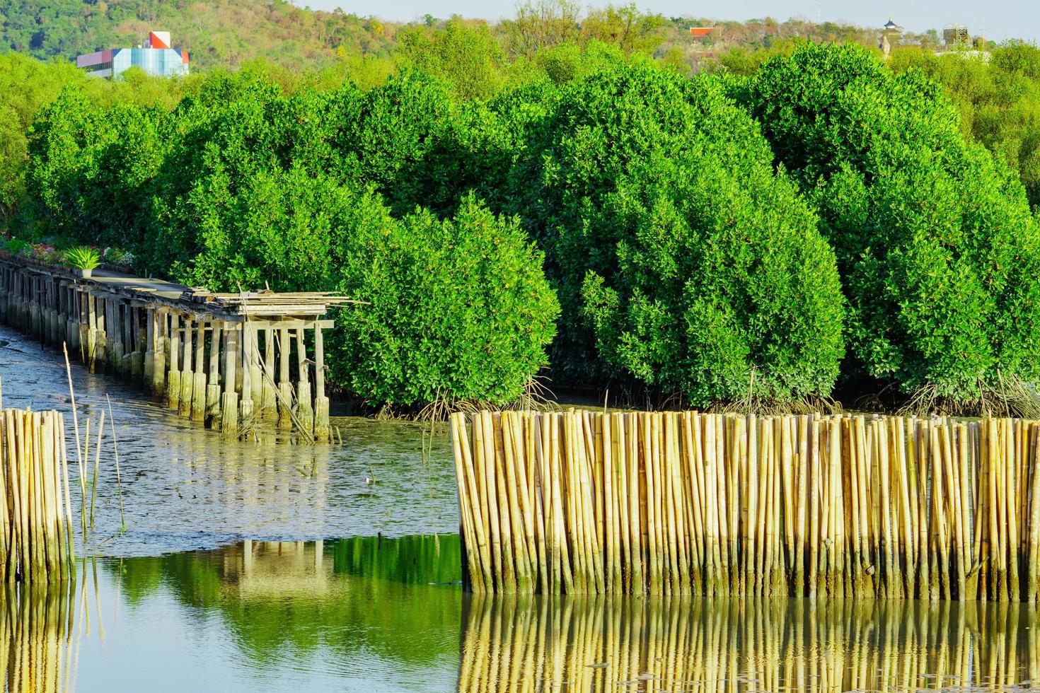 recinzione di protezione dalle onde realizzata con bambù secco nella foresta di mangrovie nel mare per evitare l'erosione costiera foto