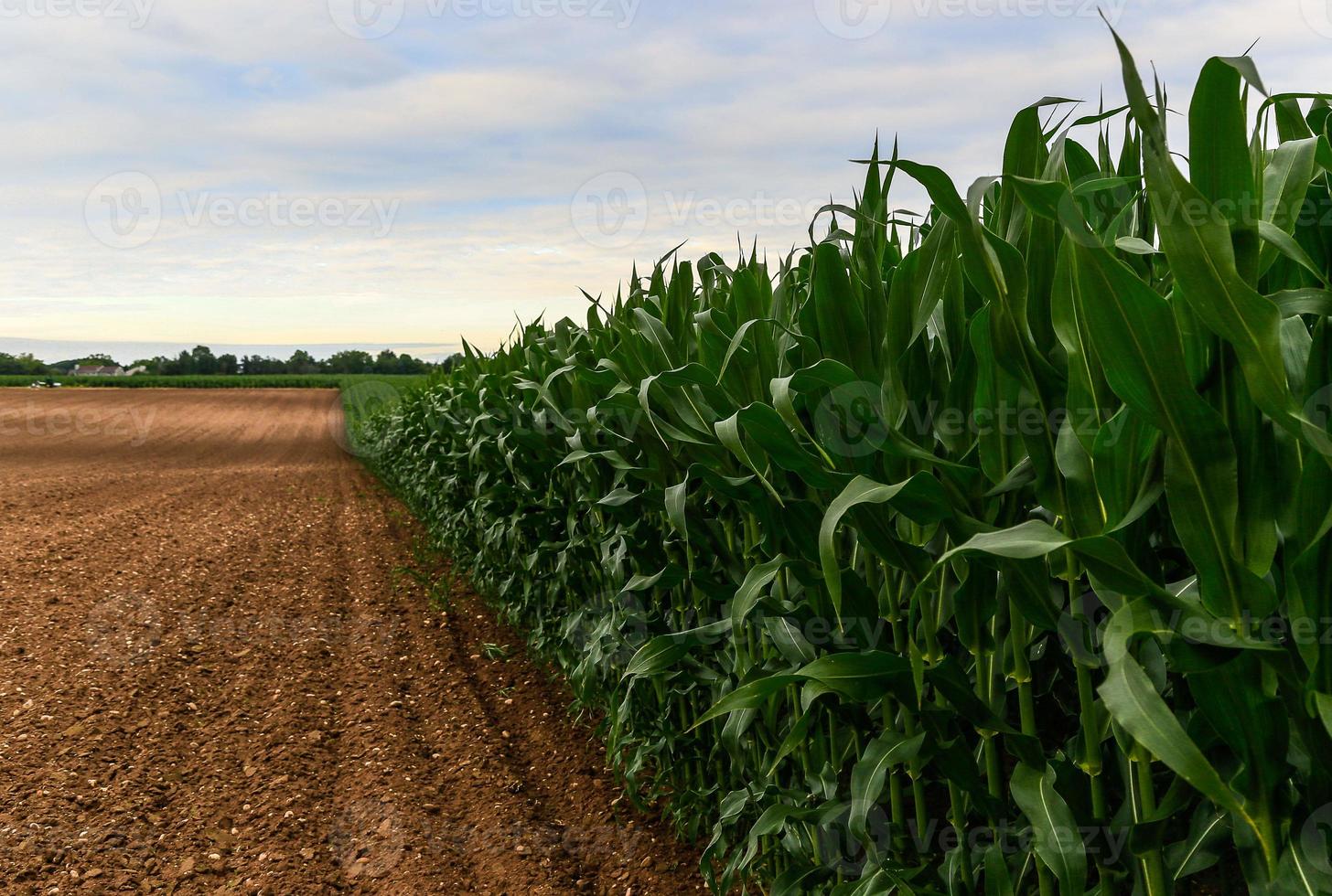 campo di grano al crepuscolo foto