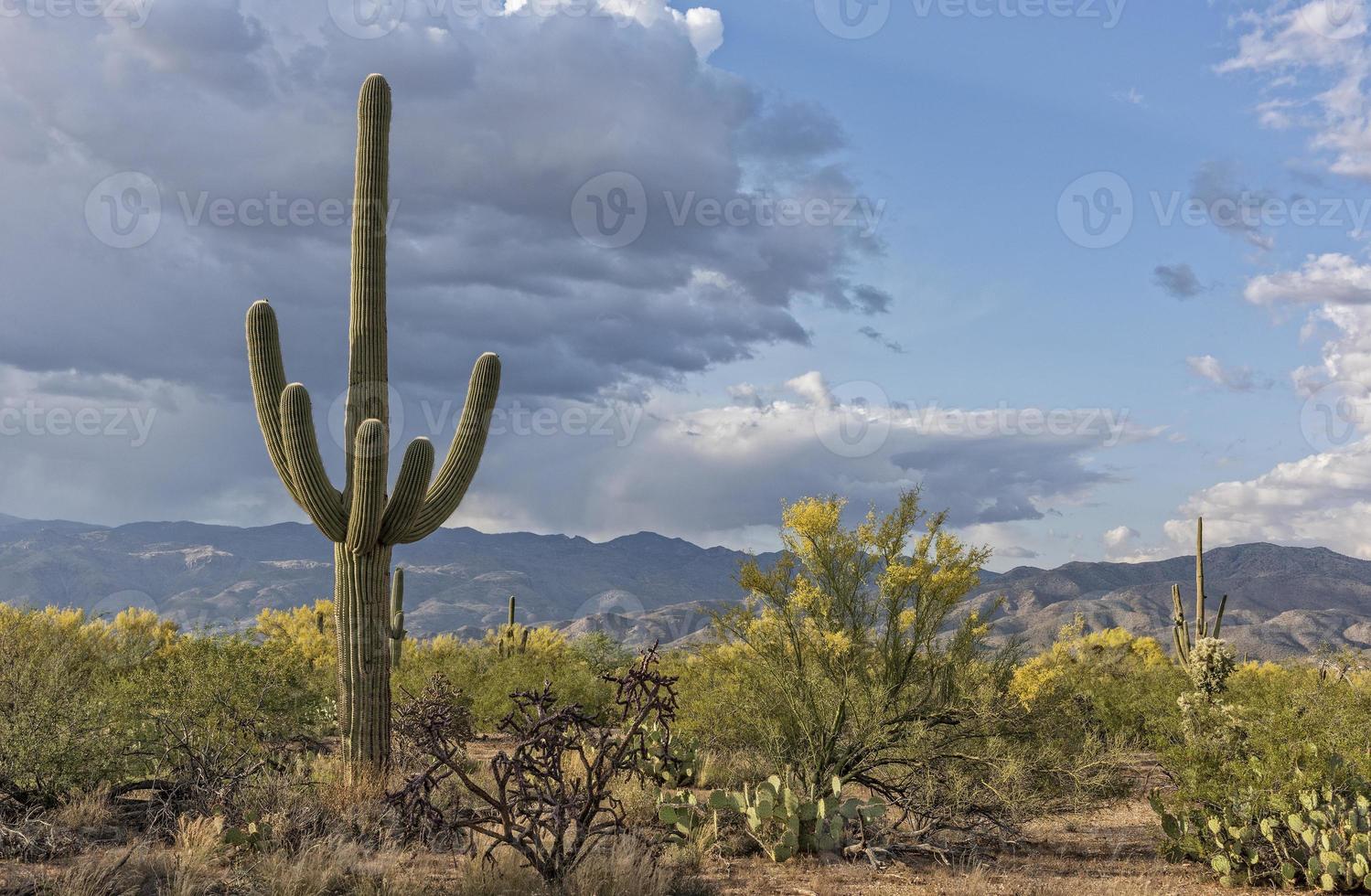 paesaggio del saguaro foto