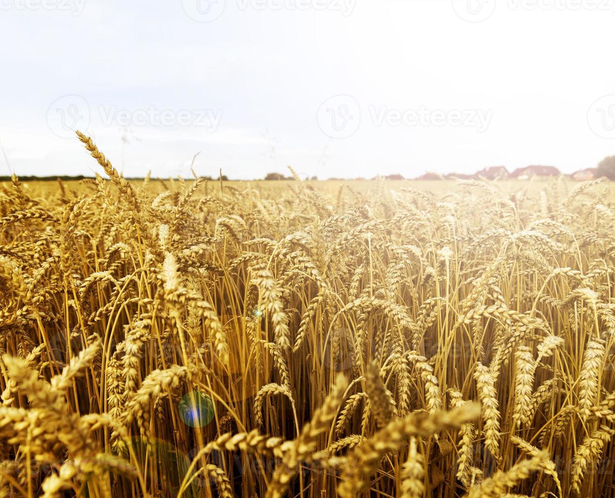 campo di grano vicino al villaggio foto