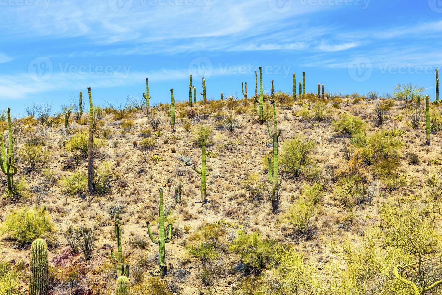 bellissimo paesaggio desertico di montagna con cactus foto