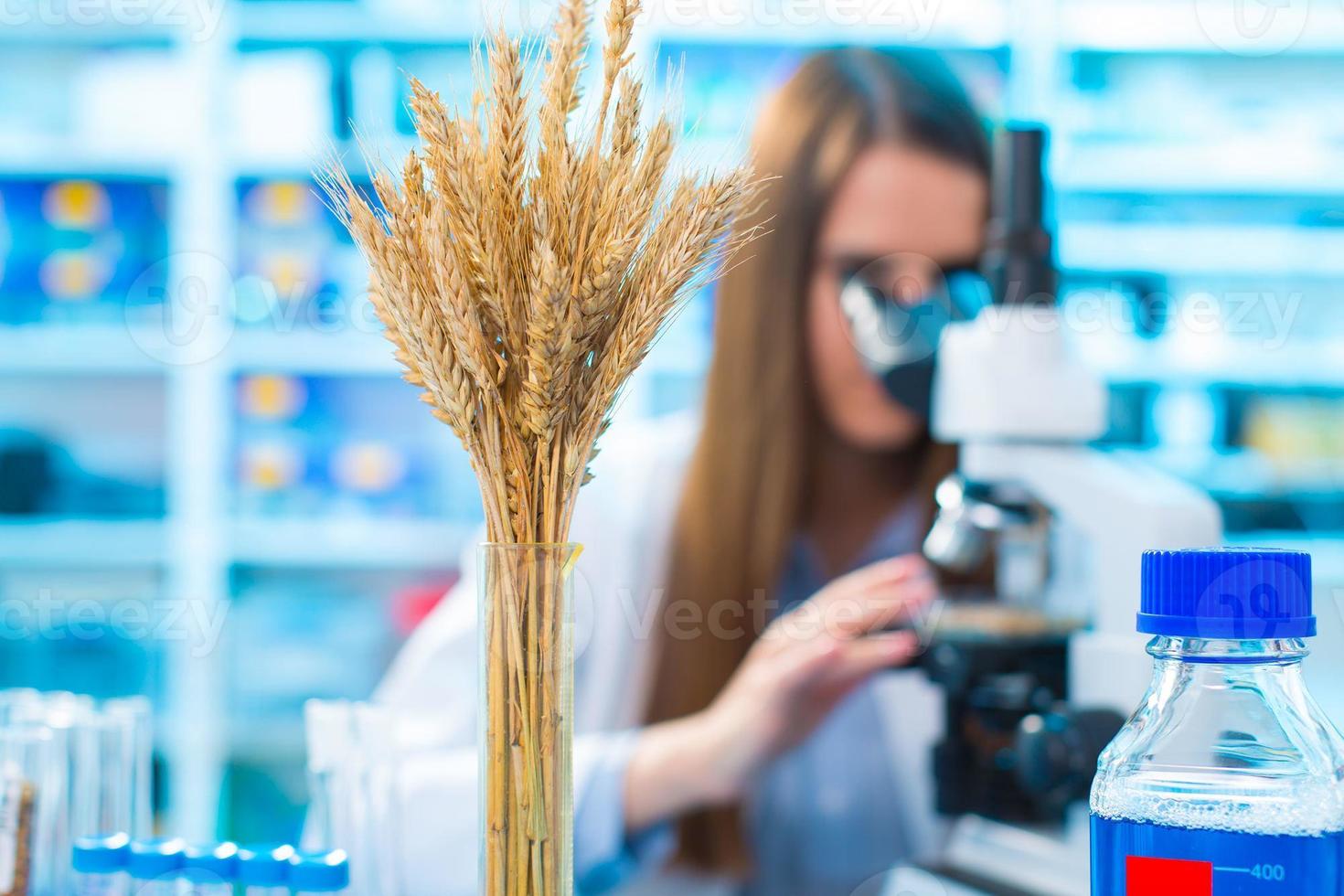 ricerca colture di grano in laboratorio foto