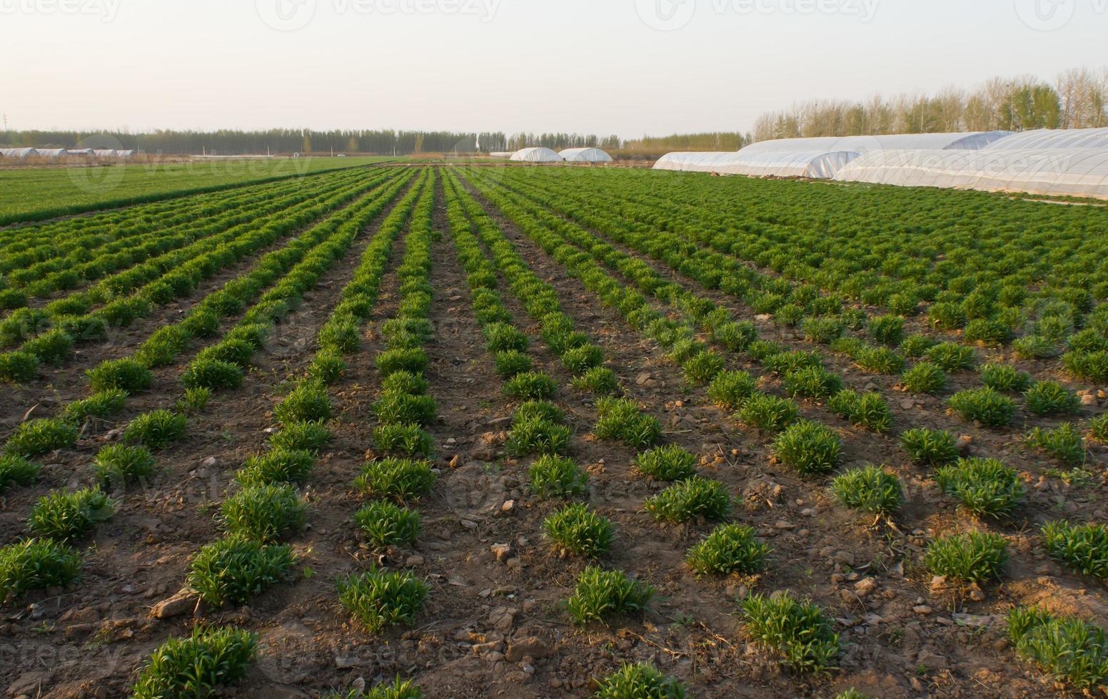 verde fresco sull'agricoltura primaverile del campo foto