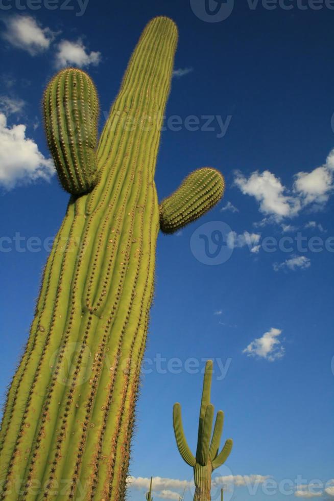 imponente saguaro cactus foto