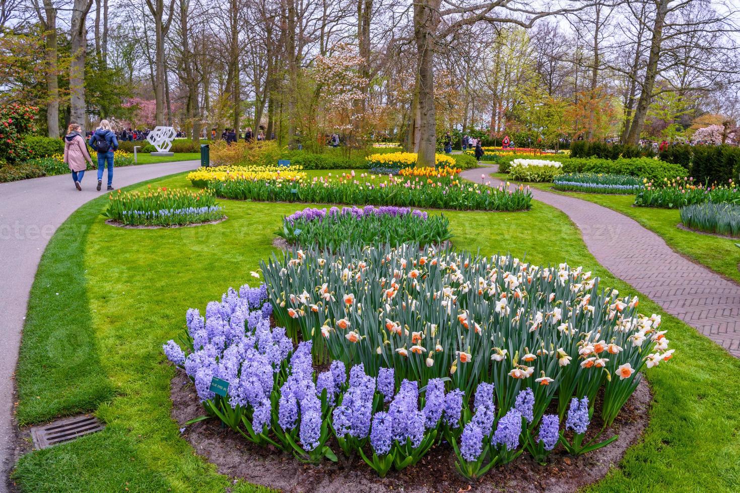 bulbi di giacinto freschi di inizio primavera, coltivati in giardino di terra, gladiolo e giacinto. aiuola con giacinti nel parco keukenhof, lisse, olanda, paesi bassi foto