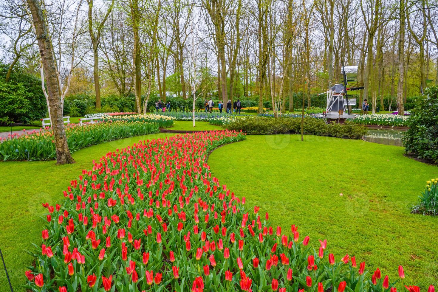 tulipani in fiore nel parco keukenhof, lisse, olanda, paesi bassi foto