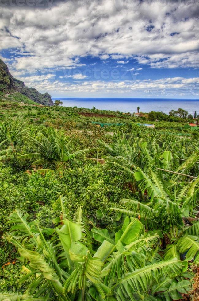 piantagione di palme da banana nella costa nord-occidentale di tenerife, isole canarie foto