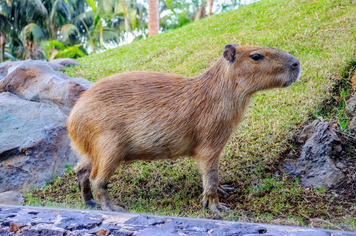 capibara a loro parque, tenerife, isole canarie. foto