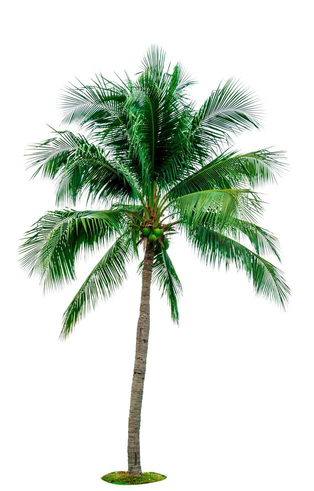 albero di cocco isolato su sfondo bianco con spazio di copia. utilizzato per la pubblicità dell'architettura decorativa. concetto di estate e spiaggia. palma tropicale. foto